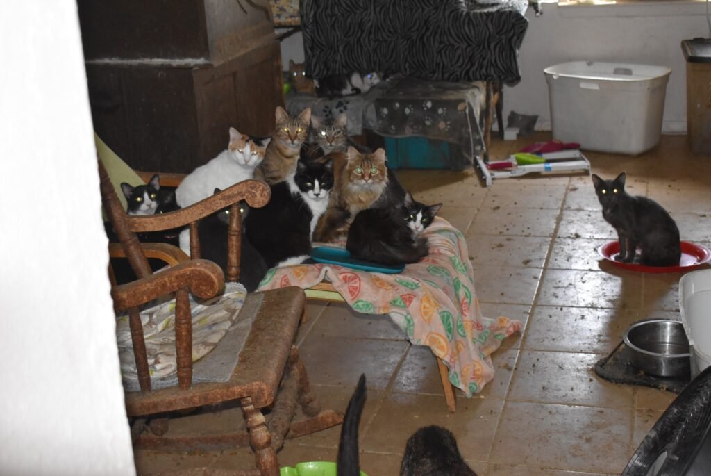 Garland's Record Cat Rescue: 64 Felines Saved from Toxic Neglect