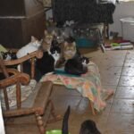 Garland's Record Cat Rescue: 64 Felines Saved from Toxic Neglect