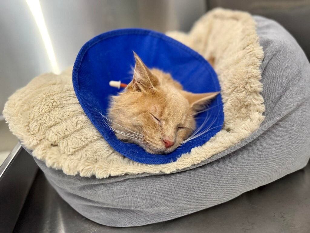 Last-Second Lifeline: Injured Rescue Cat Queso Spared from Euthanasia