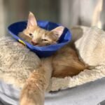 Last-Second Lifeline: Injured Rescue Cat Queso Spared from Euthanasia