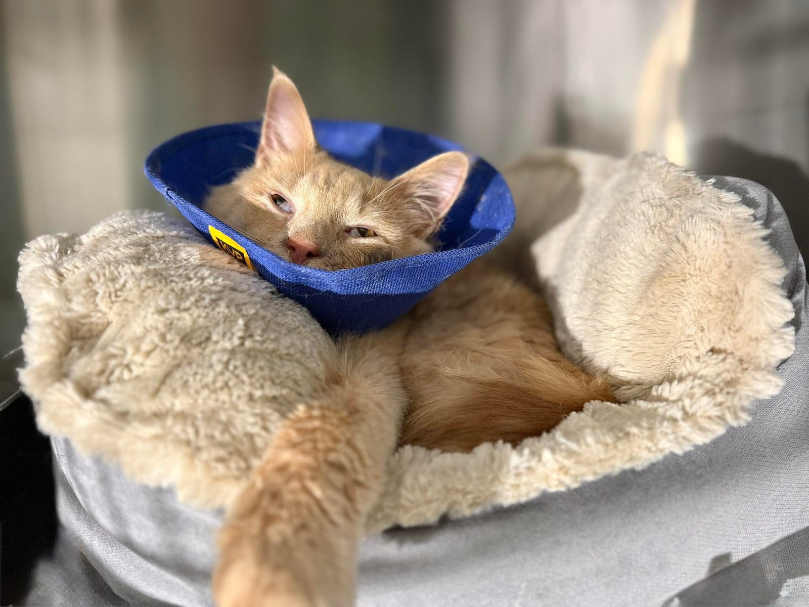 Last-Second Lifeline: Injured Rescue Cat Queso Spared from Euthanasia