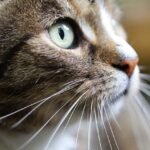 12 Little-Known Facts About Your Cat's Whiskers (They're Not Just for Show!)
