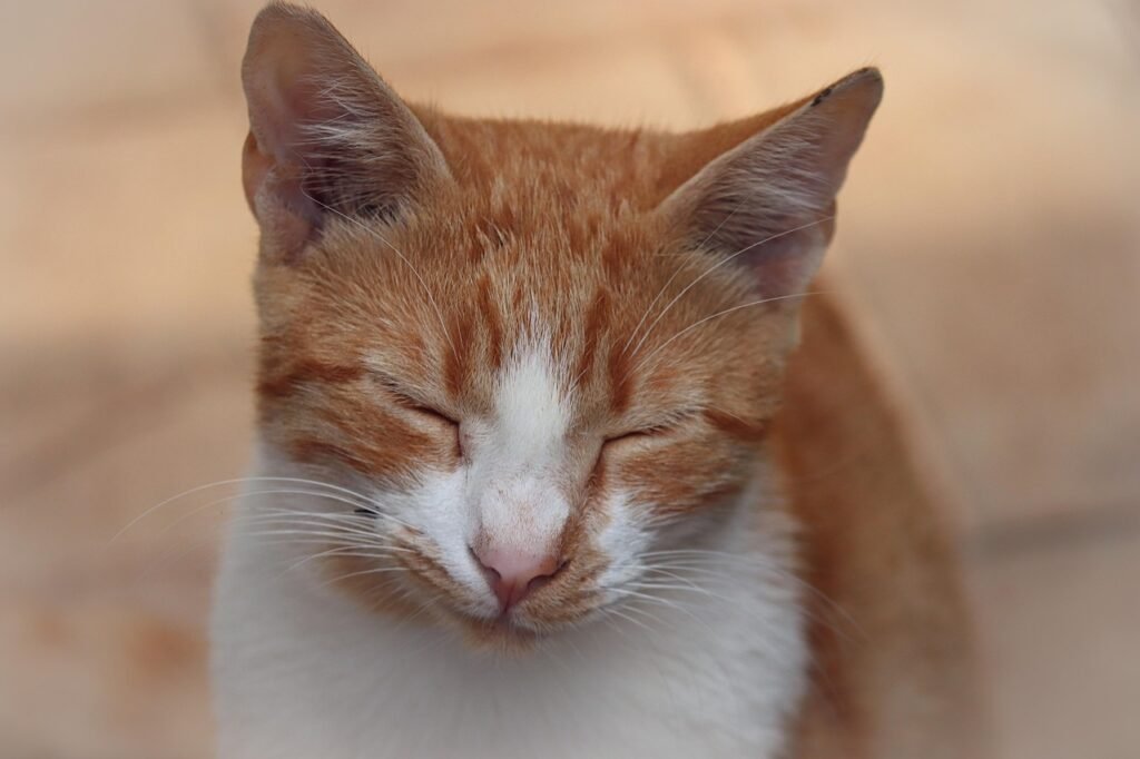 1. The Slow Blink: Your Cat's Version of "I Love You"