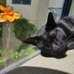 Your Cat's Favorite Nap Spot Explains Their Entire Personality