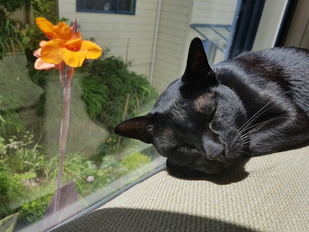 2. The Sunny Windowsill - Their Personal Tanning Lounge