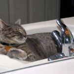 9 Unexpected Places Your Cat Loves to Nap (and Why)