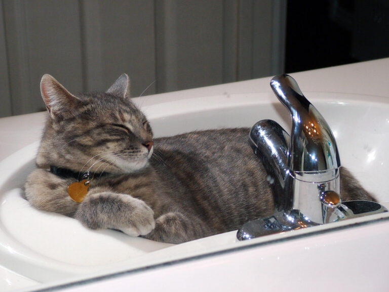 9 Unexpected Places Your Cat Loves to Nap (and Why)