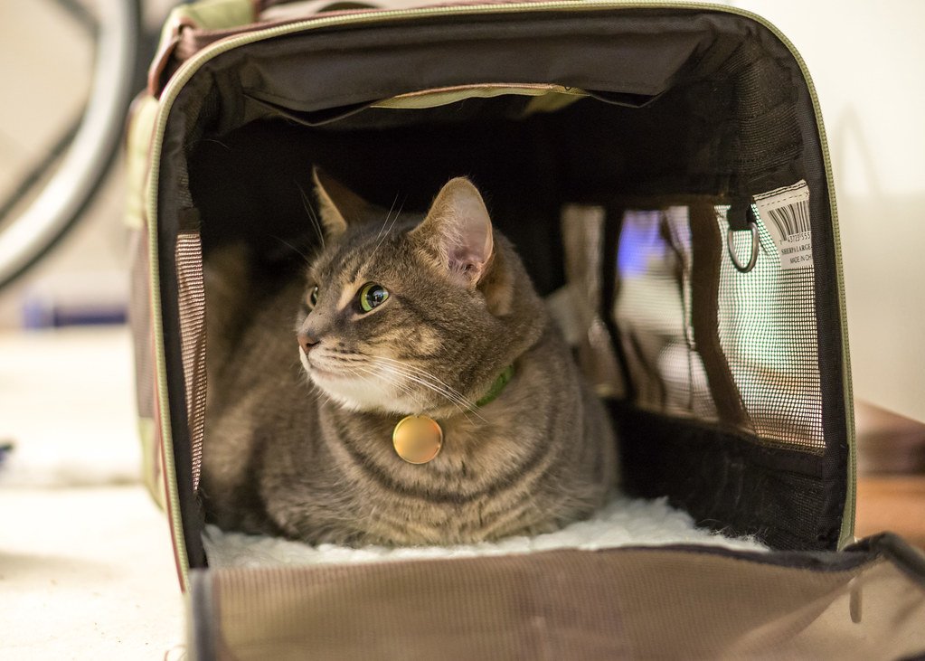 A Safe and Reliable Cat Carrier 
