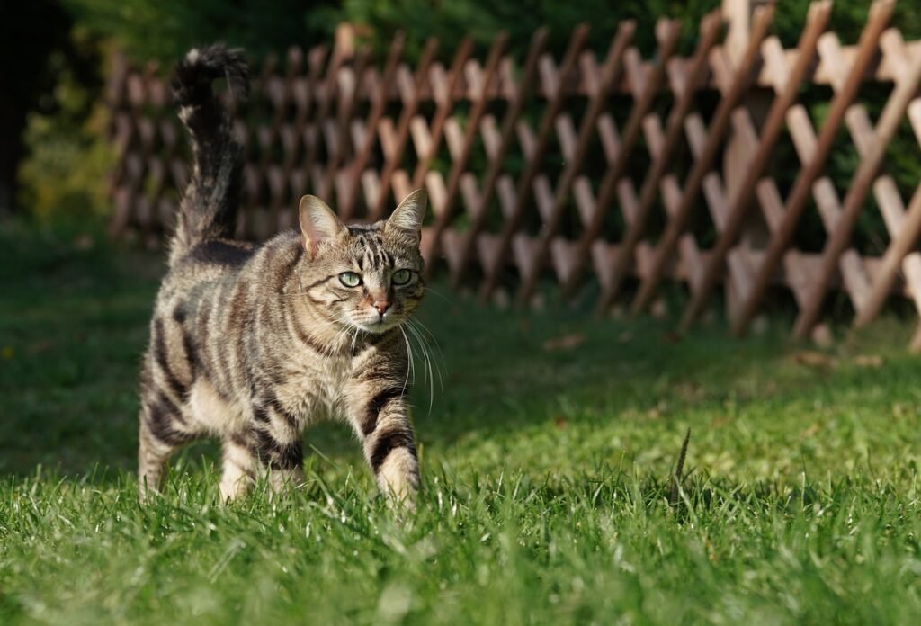 The Question Mark Tail: An Invitation You Should Accept