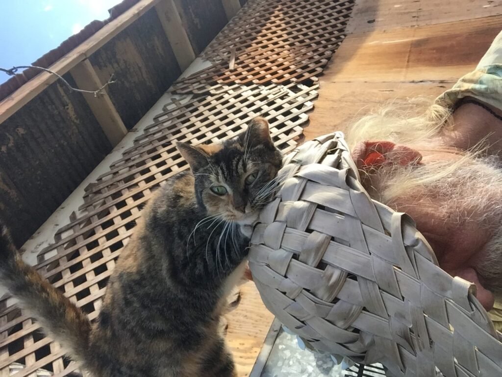 Headbutting, Bunting, and Rubbing: Your Cat Is Claiming You