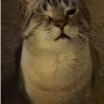 Winston's Fake Eye Injury: The Popcorn Ploy Capturing Millions Online