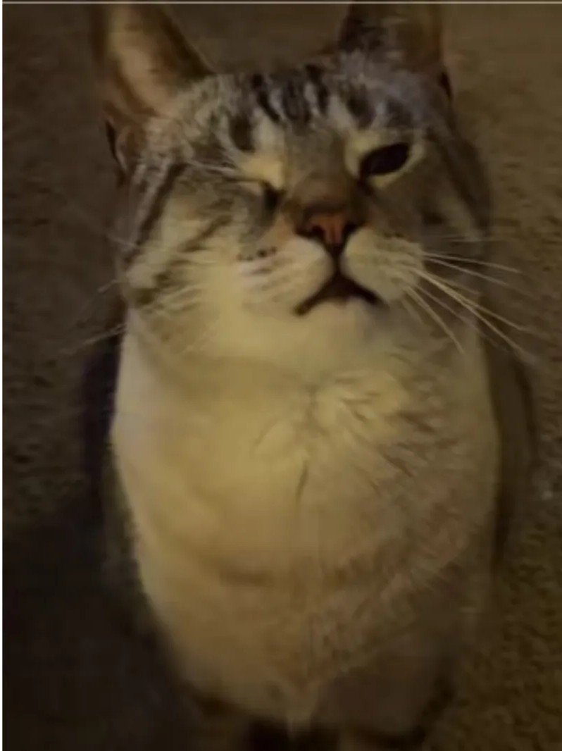 Winston's Fake Eye Injury: The Popcorn Ploy Capturing Millions Online