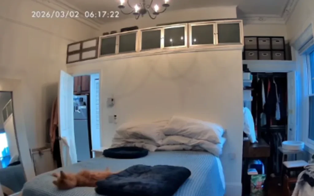Owner in Tears After Pet Cam Records What Her 19-Year-Old Cat Does While Home Alone