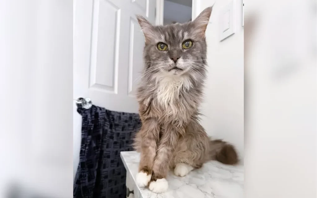 Owner in Tears After Pet Cam Records What Her 19-Year-Old Cat Does While Home Alone