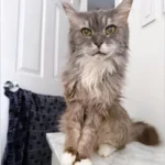 Owner in Tears After Pet Cam Records What Her 19-Year-Old Cat Does While Home Alone