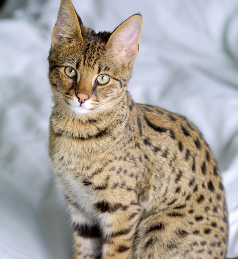 2. Savannah: Half Athlete, Half Chaos Agent