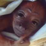 Shy Red Howler Baby Monkey Discovers Instant Kinship with Doppelgänger at Ecuador Sanctuary