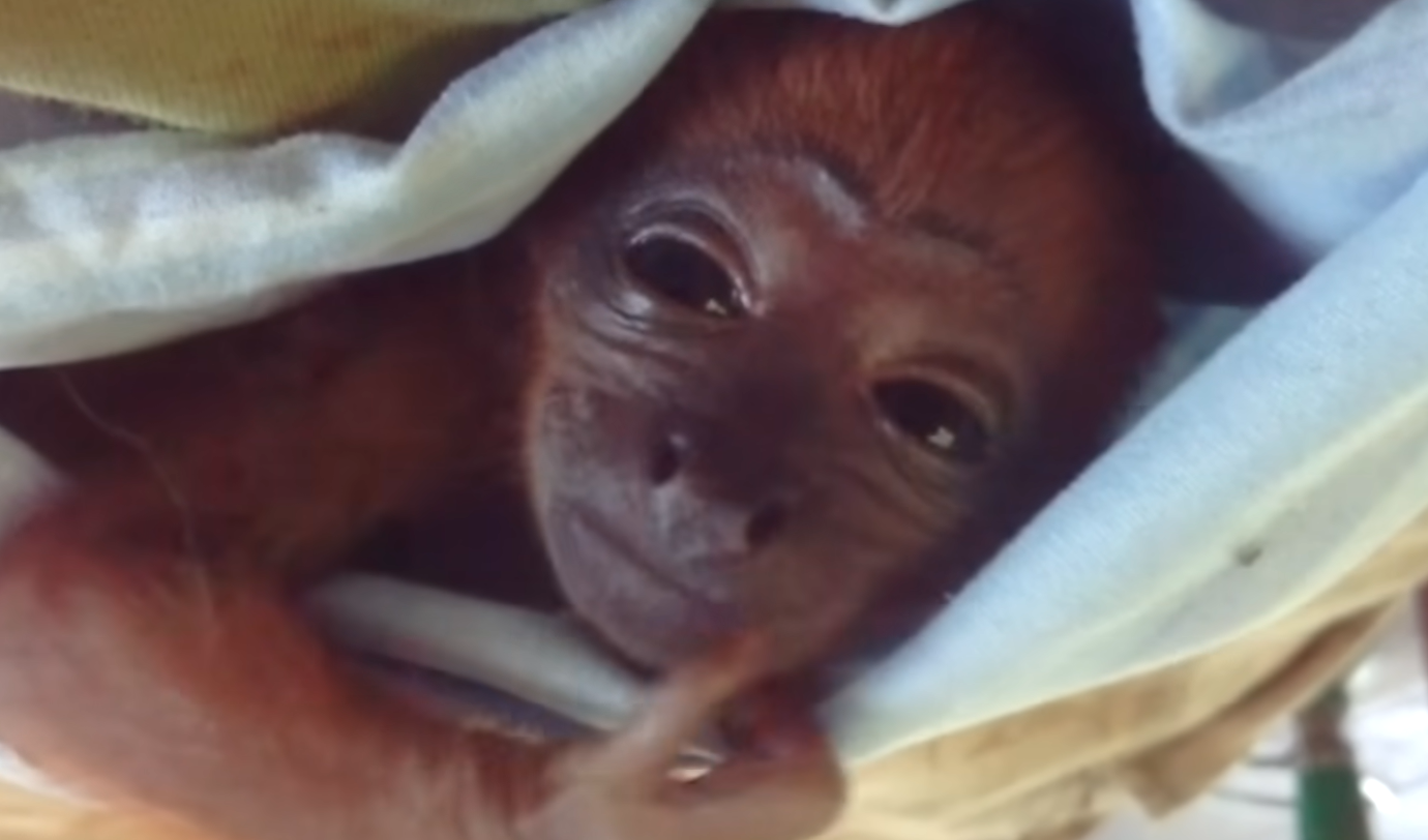 Shy Red Howler Baby Monkey Discovers Instant Kinship with Doppelgänger at Ecuador Sanctuary