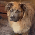 Fluffy Pitbull Overcomes Six Heartbreaking Returns to Secure Dream Forever Home