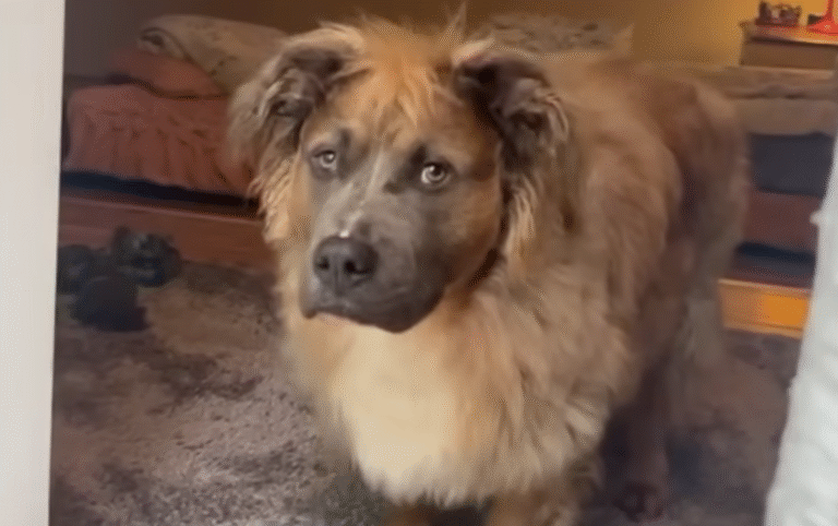 Fluffy Pitbull Overcomes Six Heartbreaking Returns to Secure Dream Forever Home