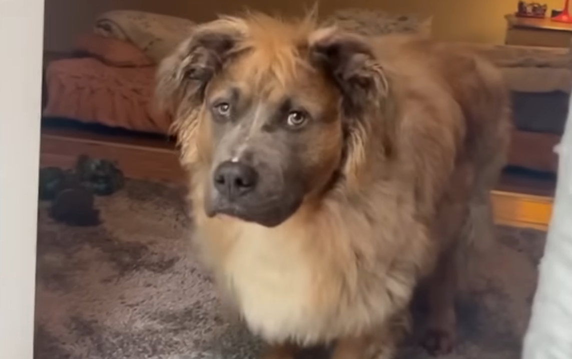 Fluffy Pitbull Overcomes Six Heartbreaking Returns to Secure Dream Forever Home