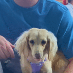 From Trembling Terror to Tail-Wagging Devotion: Dog Chooses Mom's Boyfriend as Her Ultimate Favorite