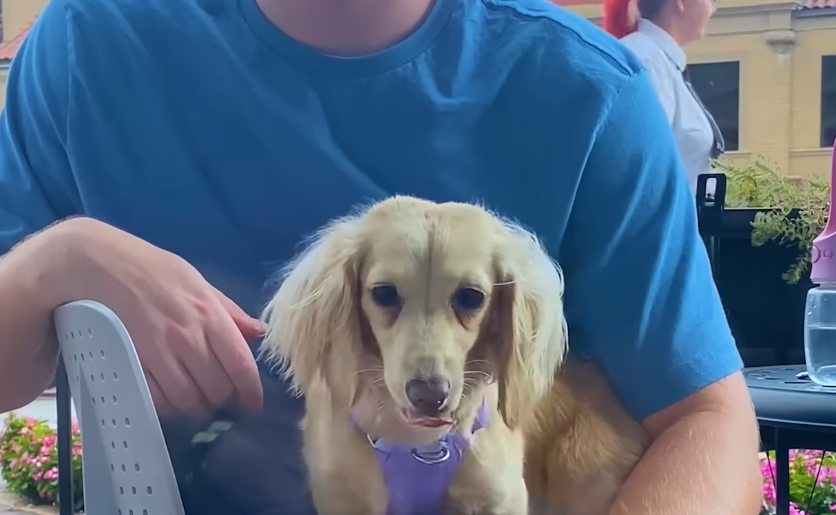 From Trembling Terror to Tail-Wagging Devotion: Dog Chooses Mom's Boyfriend as Her Ultimate Favorite