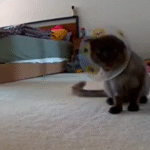 Owners Turn Their Car Around After Seeing What Their Cat Does on Pet Cam After Surgery