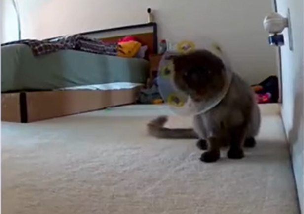 Owners Turn Their Car Around After Seeing What Their Cat Does on Pet Cam After Surgery