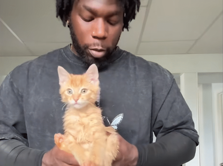 Starving Cat Emerges from Bushes, Turning 31-Year-Old Man's Commute into Lifelong Bond