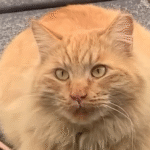 Feral Orange Cat Marmy Evolves from Backyard Stranger to Ariel's Spoiled Indoor Soulmate