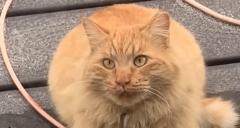 Feral Orange Cat Marmy Evolves from Backyard Stranger to Ariel's Spoiled Indoor Soulmate
