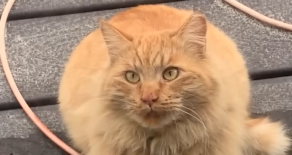 Feral Orange Cat Marmy Evolves from Backyard Stranger to Ariel's Spoiled Indoor Soulmate
