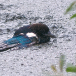 Rescuer Plunges into Waist-Deep Mud for Dramatic Magpie Save