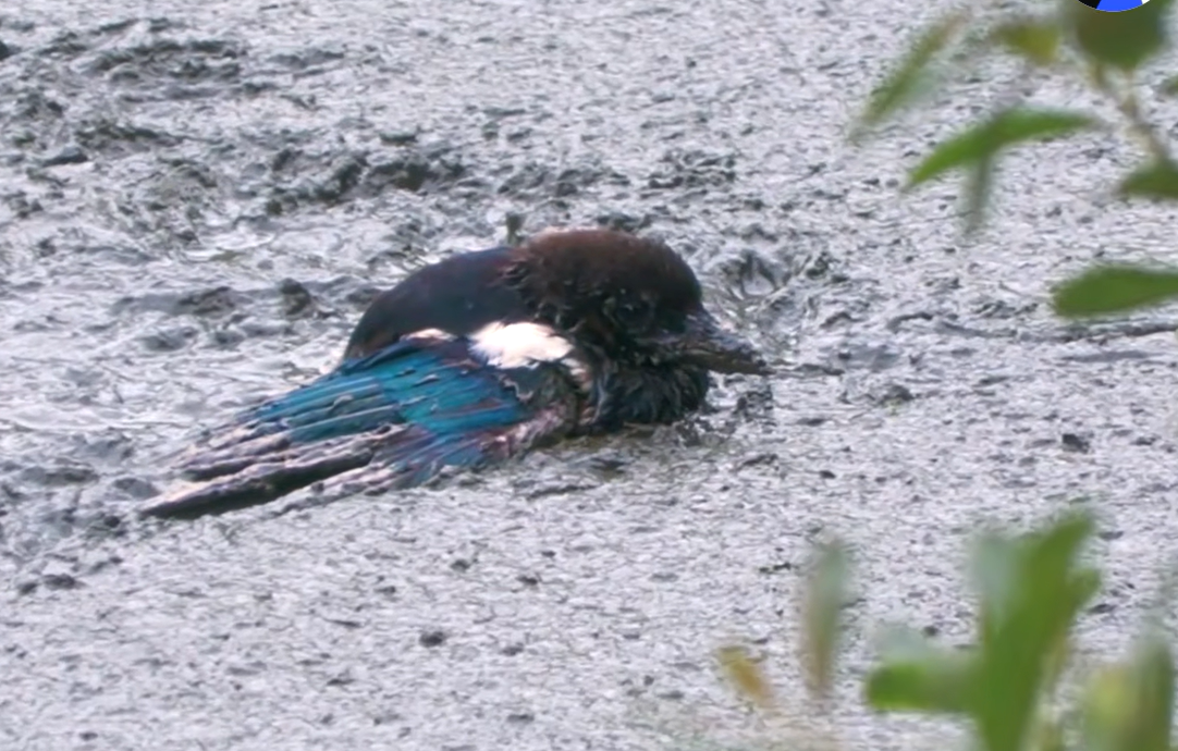 Rescuer Plunges into Waist-Deep Mud for Dramatic Magpie Save