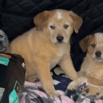 Wife Delivers Epic Puppy Surprise, Honoring Quirky Marriage Vow