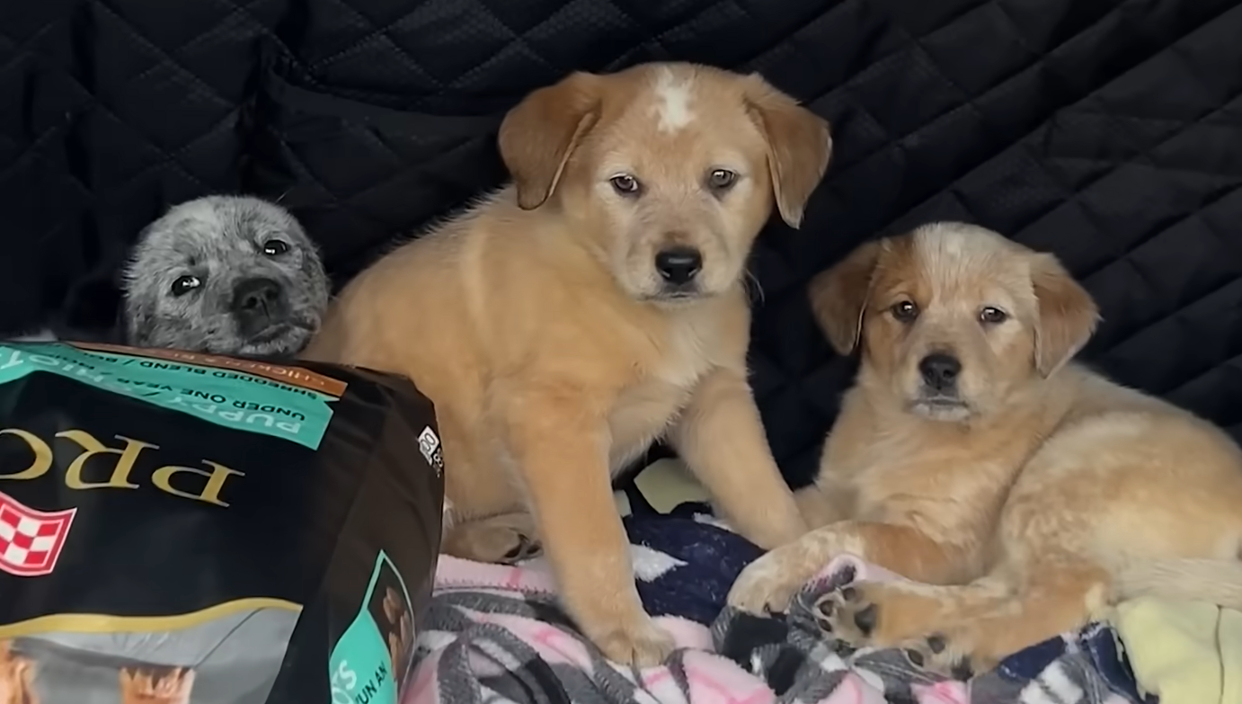 Wife Delivers Epic Puppy Surprise, Honoring Quirky Marriage Vow