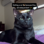 Woman Adopts Cat Expecting an 'Independent' Pet - Instantly Proves Herself Wrong