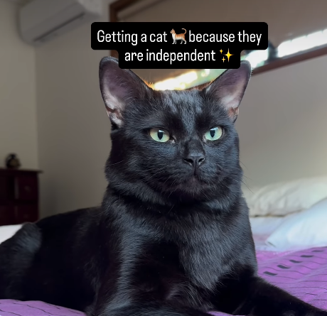 Woman Adopts Cat Expecting an 'Independent' Pet - Instantly Proves Herself Wrong