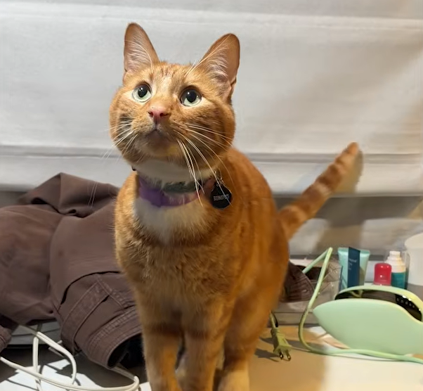 Intelligent Orange Cat Turns Daily Routine Into a Problem-Solving Showcase