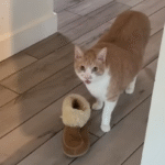 Grieving Cat Bea Captivates the World by Trading Gifts for Cuddles After Losing Owner