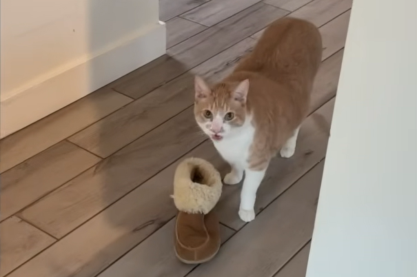 Grieving Cat Bea Captivates the World by Trading Gifts for Cuddles After Losing Owner