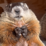 Special Needs Groundhog With Distinctive Face Charms Viewers—And Smells Surprisingly Like Onions