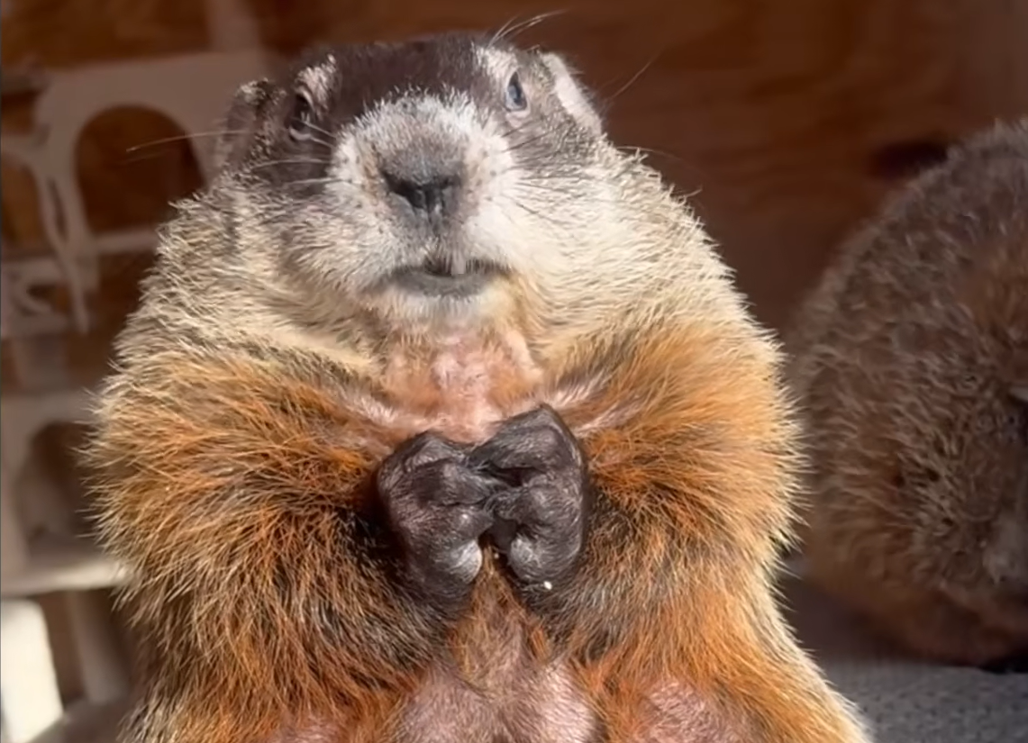 Special Needs Groundhog With Distinctive Face Charms Viewers—And Smells Surprisingly Like Onions