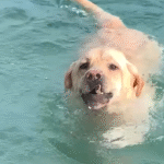 Chunky Rescue Lab's Rock-Diving Mania Builds Epic Collection and Steals Hearts