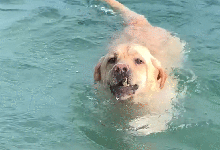 Chunky Rescue Lab's Rock-Diving Mania Builds Epic Collection and Steals Hearts