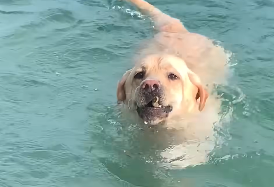 Chunky Rescue Lab's Rock-Diving Mania Builds Epic Collection and Steals Hearts