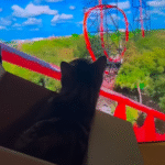 Cat's Solo Roller Coaster Adventure Has the Internet Cracking Up