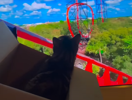 Cat's Solo Roller Coaster Adventure Has the Internet Cracking Up