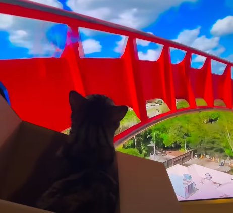 Cat's Solo Roller Coaster Adventure Has the Internet Cracking Up